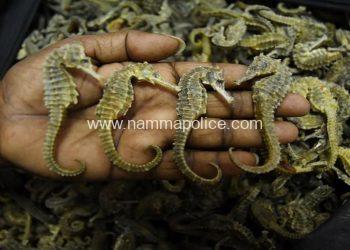Three arrested with 6,626 sea horses at Bangalore airport