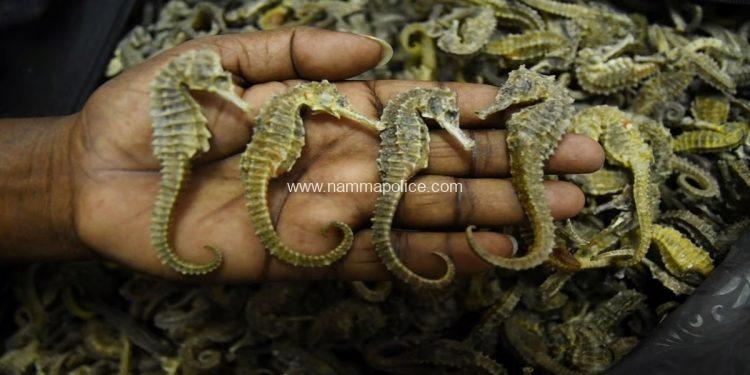 Three arrested with 6,626 sea horses at Bangalore airport