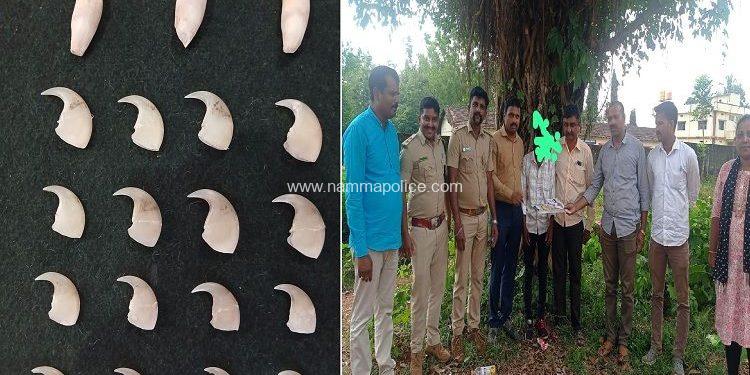 ಚಿರತೆ ಉಗುರು, ಹಲ್ಲು ಸಾಗಿಸುತ್ತಿದ್ದ ವ್ಯಕ್ತಿ ಅರೆಸ್ಟ್