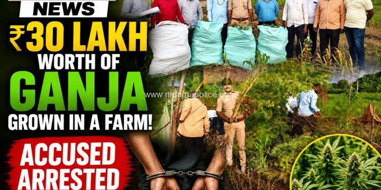ಹೊಲದಲ್ಲೇ ಬೆಳೆದಿತ್ತು ₹30 ಲಕ್ಷದ ಗಾಂಜಾ! ಔರಾದ್-ಬಿ ಪೊಲೀಸರ ಭರ್ಜರಿ ಕಾರ್ಯಾಚರಣೆ — ಆರೋಪಿ ಬಂಧನ